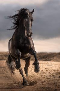 Schöne Pferde Fotos 199x300 - Bilder Von Pferden Zum Ausdrucken