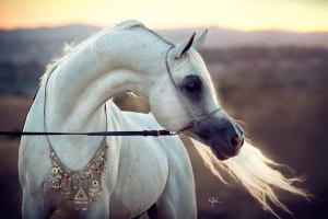 Schöne Pferde Fotos Für Facebook 300x200 - Araber Pferd Für Whatsapp