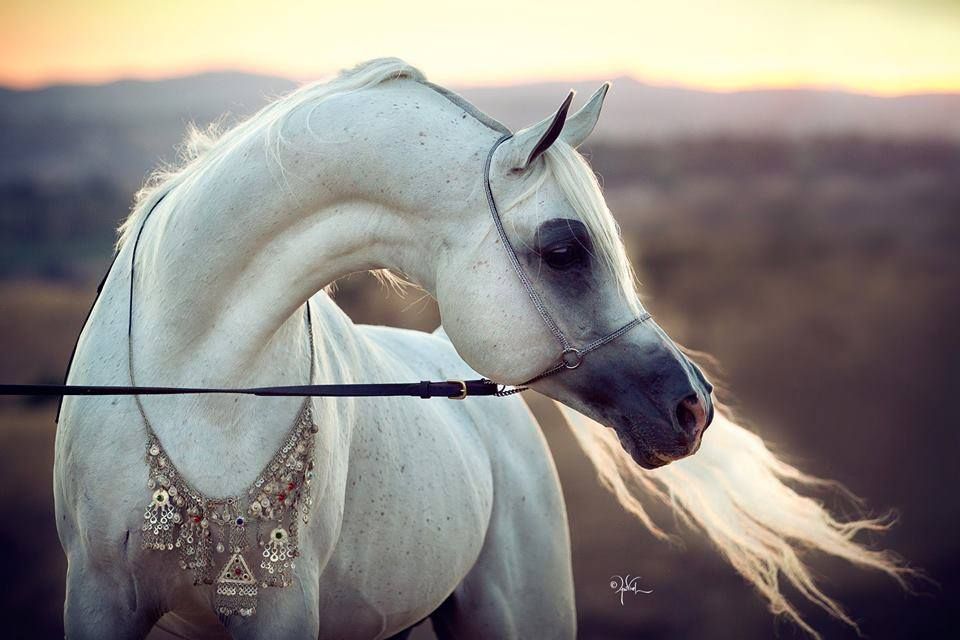 Schöne Pferde Fotos Für Facebook - Schöne Pferde Fotos Für Facebook