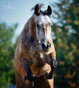 Schöne Pferde Hintergrundbilder 271x300 - Tierbilder Pferde Für Facebook