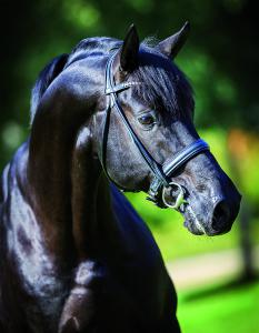 Schöne Pferde Hintergrundbilder Für Facebook 233x300 - Mustang Pferde Bilder Kostenlos Herunterladen