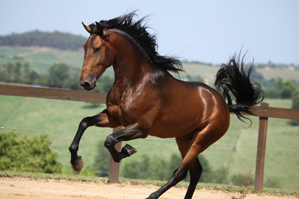 Schöne Pferde Hintergrundbilder Kostenlos Herunterladen - Schöne Pferde Hintergrundbilder Kostenlos Herunterladen