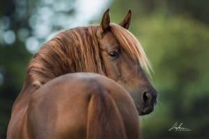Schöne Pferdebilder Kostenlos Downloaden 300x200 - Hintergrundbilder Von Pferden
