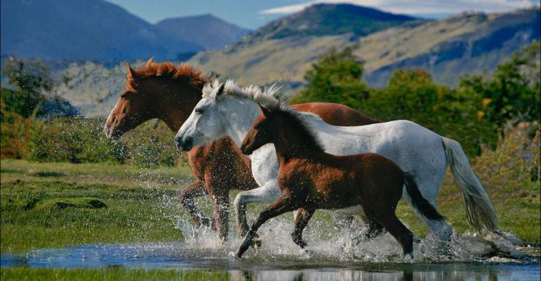 49++ Sprueche pferde , Schöne Pferde Hintergrundbilder Für Whatsapp Bilder und Sprüche für Whatsapp und Facebook