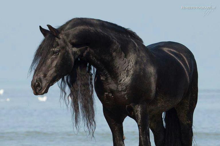 Schimmel Pferd Bilder Für Facebook