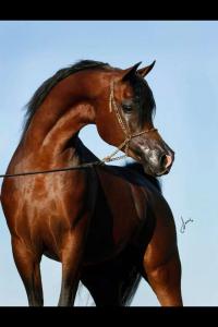 Schimmel Pferd Bilder Kostenlos Herunterladen 200x300 - Hintergrundbilder Pferde