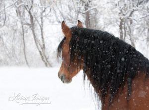 Schlüssel Bilder Kostenlos Herunterladen 300x223 - Weihnachten Pferde Bilder Für Facebook