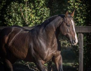 Schleich Pferde Fotos Für Facebook 300x236 - Mustang Pferd Zu Verkaufen Für Whatsapp