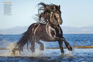 Schwarze Pferde Bilder Für Facebook 300x202 - Tiere Pferde Kostenlos Herunterladen