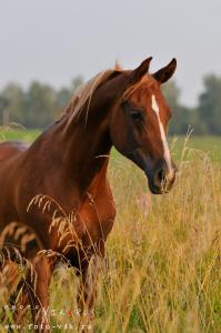 Schwarze Pferde Bilder Kostenlos Herunterladen 199x300 - Bilder Haflinger Pferde Für Whatsapp