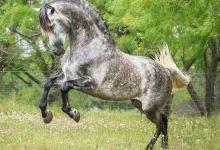 Bild von Schwarzes Pferd Für Whatsapp bilder fürs handy