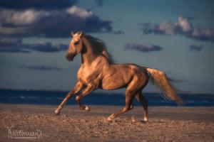 Schwarzwälder Pferde Bilder Für Whatsapp 300x200 - Die Schönsten Pferde Bilder Für Facebook