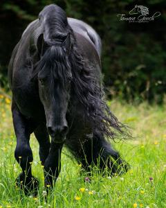 Schwarzwälder Pferde Bilder Kostenlos Herunterladen 240x300 - Pferde Aus Verden Für Whatsapp