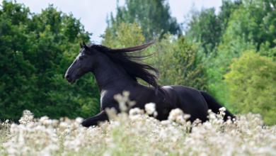 Bild von Schwarzwälder Pferde Bilder
