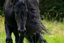 Bild von Schwarzwälder Pferde Bilder Kostenlos Herunterladen bilder fürs handy