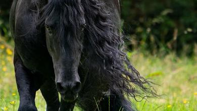 Bild von Schwarzwälder Pferde Bilder Kostenlos Herunterladen