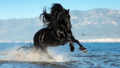 Bild von Schöne Bilder Von Pferden Kostenlos Herunterladen