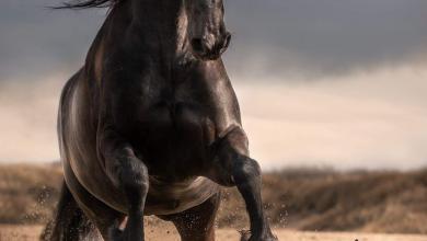 Bild von Schöne Pferde Fotos