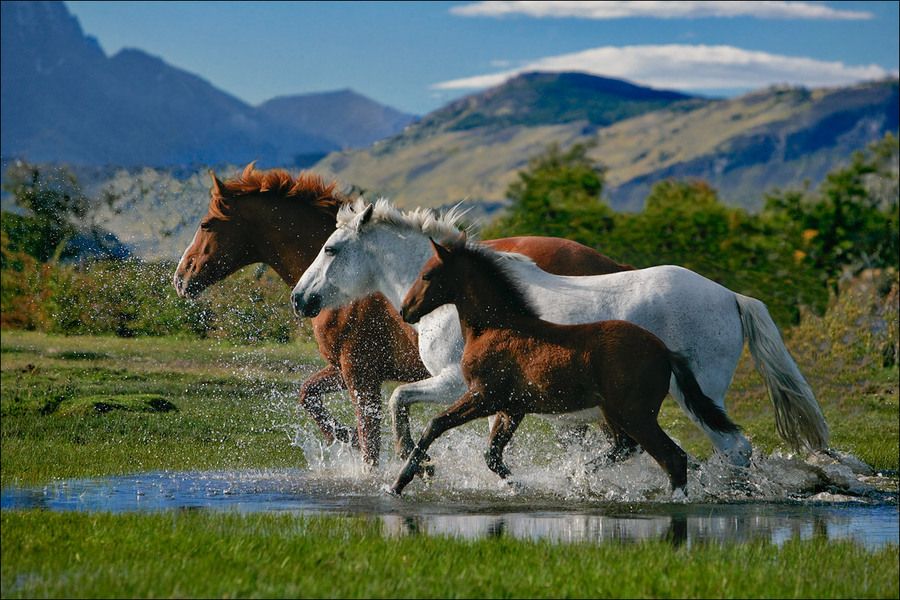 Schöne Pferde Hintergrundbilder Für Whatsapp