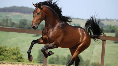 Bild von Schöne Pferde Hintergrundbilder Kostenlos Herunterladen