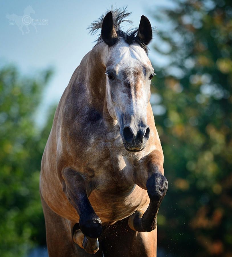 Schöne Pferde Hintergrundbilder