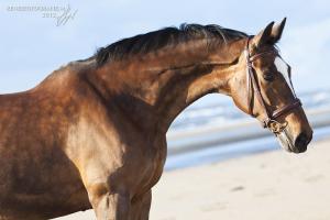 Seestern Bilder 300x200 - Andalusier Pferde Bilder Für Facebook