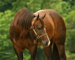 Spanier Pferde Kaufen 300x240 - Mustang Pferde Bilder Kostenlos Herunterladen