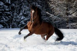 Spanier Pferde Kaufen Für Whatsapp 300x200 - Die Schönsten Pferde Bilder Für Facebook