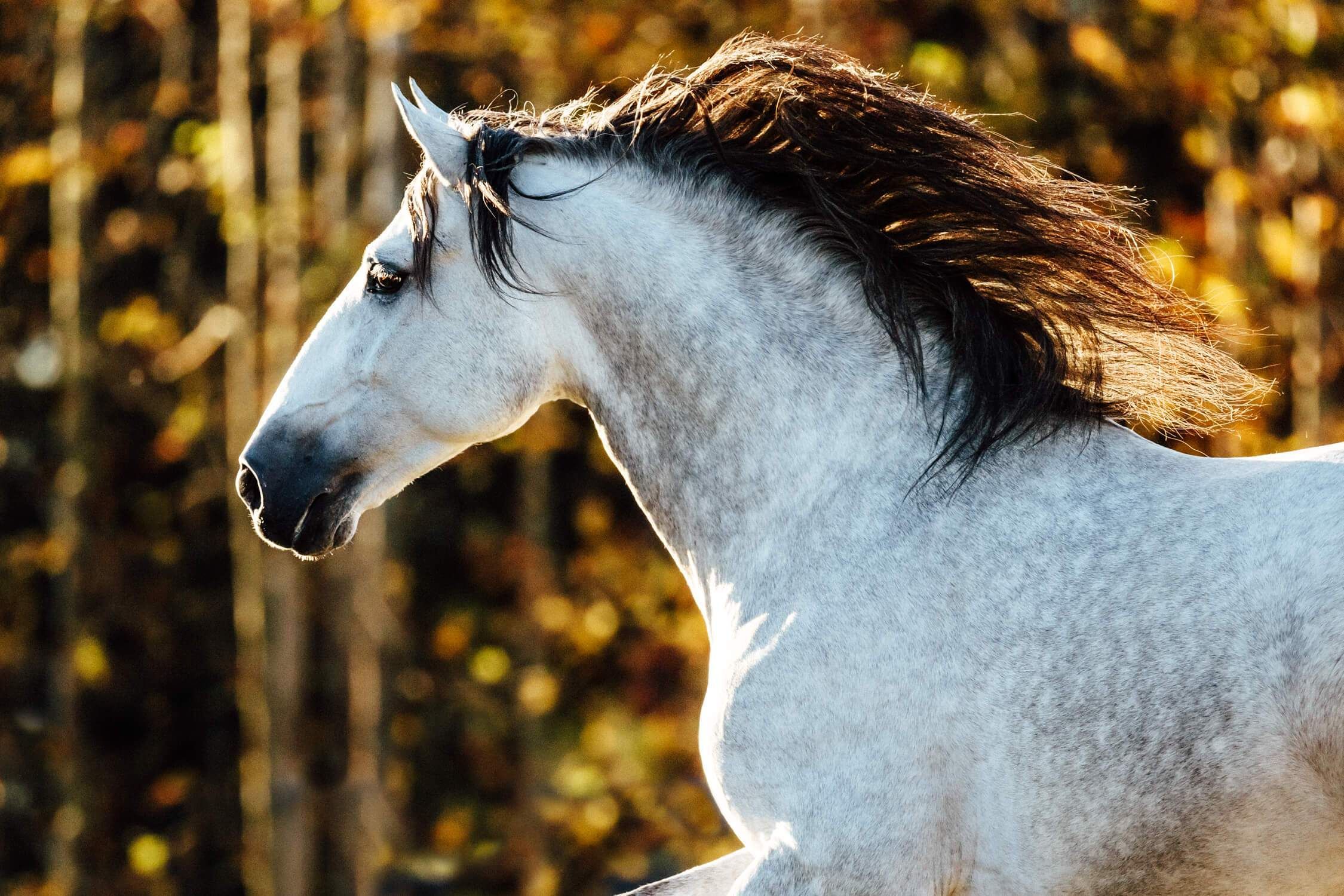 Spanier Pferde Kaufen Für Facebook