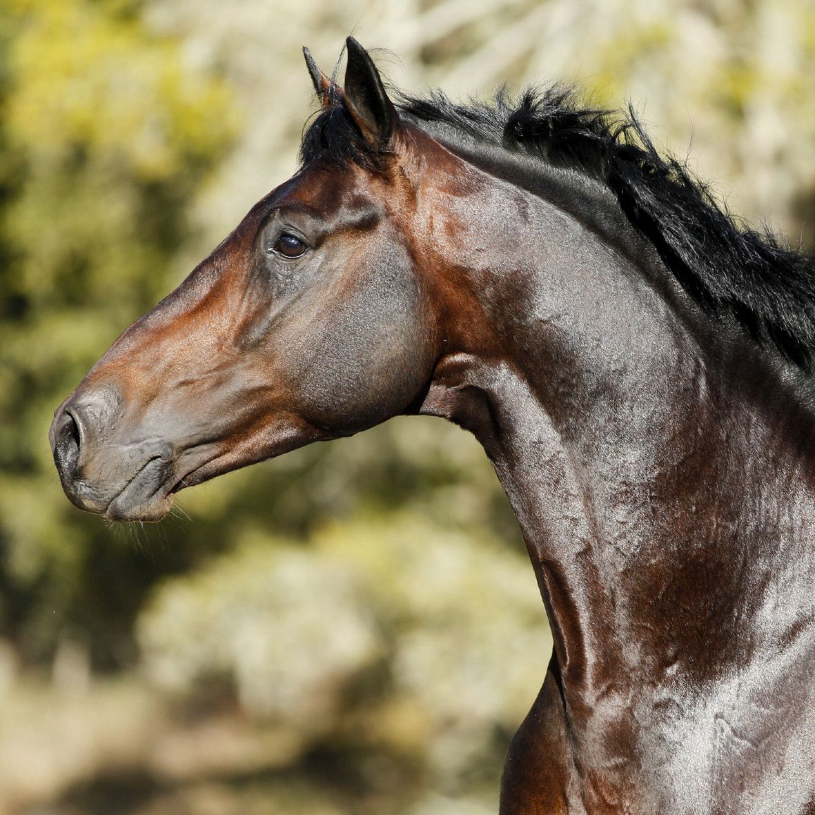 Spanier Pferde Kaufen Kostenlos Herunterladen