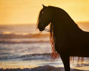 Spanische Pferde 300x241 - Mustang Pferde Bilder Kostenlos Herunterladen