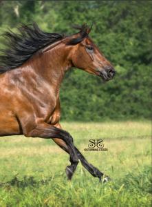 Spanische Pferde Für Whatsapp 221x300 - Springpferde Bilder