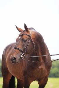 Spanische Pferde Kaufen 200x300 - Pferd Kaufen Schweiz Für Whatsapp