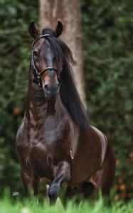 Spanische Pferde Kostenlos Downloaden 187x300 - Pferde Bilder Fotos Für Facebook