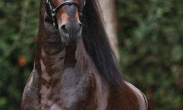 Bild von Spanische Pferde Kostenlos Downloaden