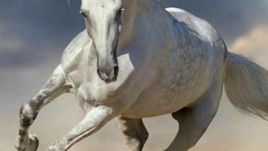 Bild von Spanische Pferde Kostenlos Herunterladen