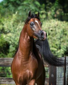 Spanische Pferde Verkauf Für Facebook 240x300 - Nilpferd Bilder Für Facebook