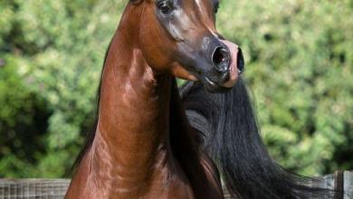 Bild von Spanische Pferde Verkauf Für Facebook