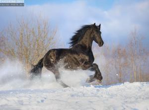 Spanische Pferde Verkauf Kostenlos Herunterladen 300x223 - Die Schönsten Pferde Bilder Für Facebook