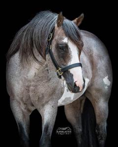Spanisches Pferd Kaufen Für Facebook 240x300 - Pferde Reiten Bilder Für Whatsapp