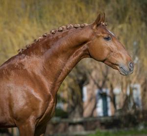 Springpferde Bilder Kostenlos Downloaden 300x276 - Braune Pferde Bilder Für Whatsapp