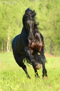 Steigende Pferde Bilder Für Facebook 199x300 - Brumby Pferd Kaufen Kostenlos Herunterladen