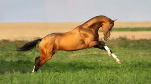 Steigende Pferde Bilder Kostenlos Herunterladen 300x168 - Bilder Gay