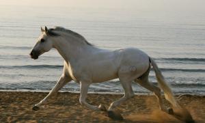 Suche Bilder Von Pferden 300x180 - Pferde Retten Für Facebook