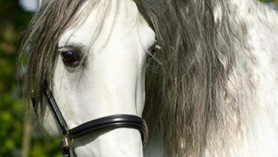 Bild von Suche Bilder Von Pferden Für Facebook