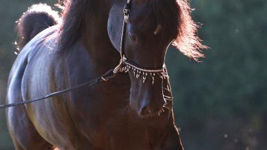 Bild von Suche Bilder Von Pferden Kostenlos Herunterladen
