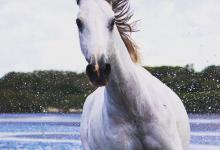 Bild von Suche Pferd bilder fürs handy