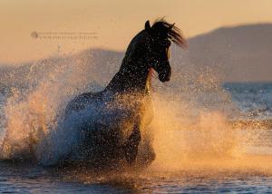 Suche Pferd Für Whatsapp 300x214 - Andalusier Pferde Bilder Kostenlos Herunterladen