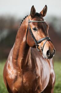 Suche Pferd Kostenlos Herunterladen
