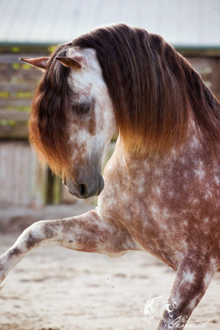 Süße Pferde Bilder Kostenlos Downloaden